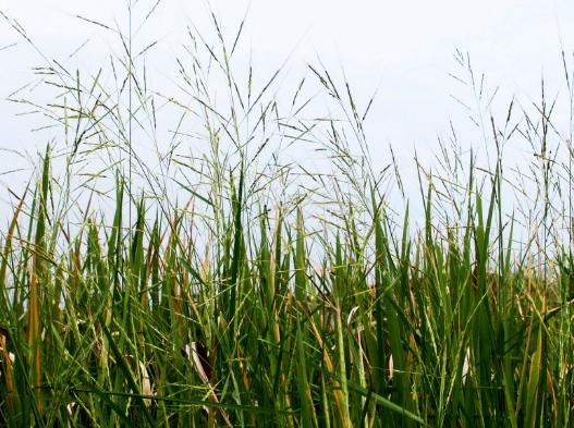 禾本科植物圖鑑