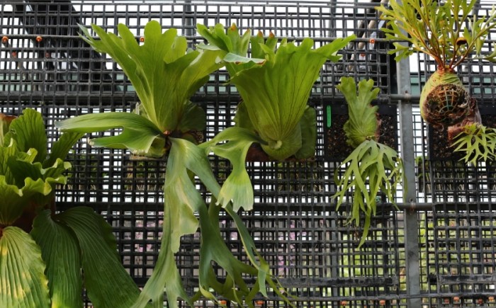 蘭花栽培材料 蘭花栽培材料