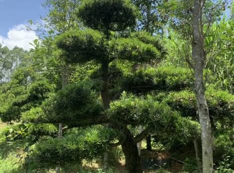 罗汉松修剪技巧