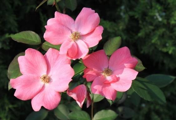 五瓣花寓意 五瓣花寓意