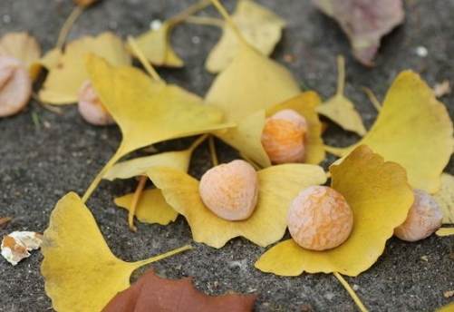 銀杏樹生長週期 銀杏樹生長週期