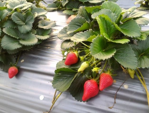 草莓種子 購買台灣 草莓種子 購買台灣