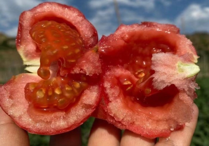 番茄籽營養 番茄籽營養