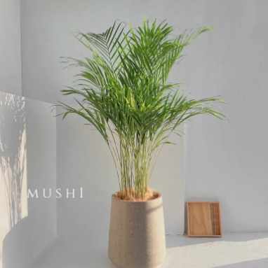 黃椰子好處 黃椰子好處