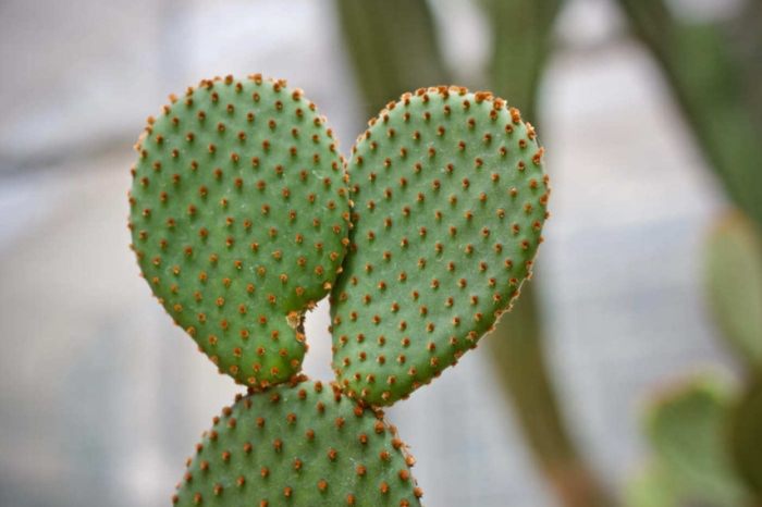 室內仙人掌養護 室內仙人掌養護