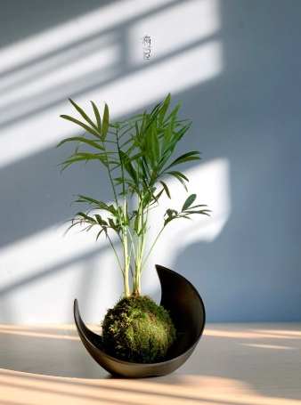 袖珍椰子照顧 袖珍椰子照顧