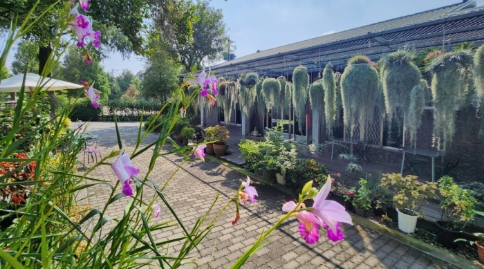 松蘿生長環境 松蘿生長環境