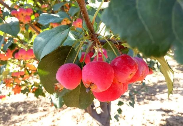 海棠果營養價值 海棠果營養價值