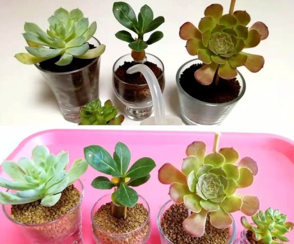 多肉秋冬澆水 多肉秋冬澆水