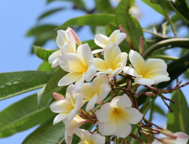 雞蛋花栽培技巧 雞蛋花栽培技巧