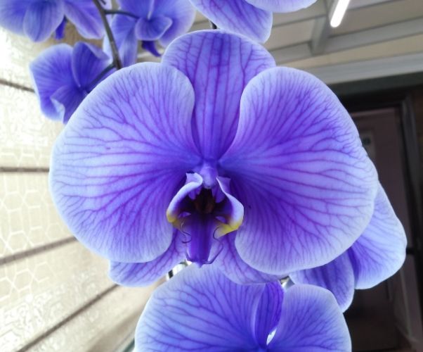 藍色小蒼蘭花語 藍色小蒼蘭花語