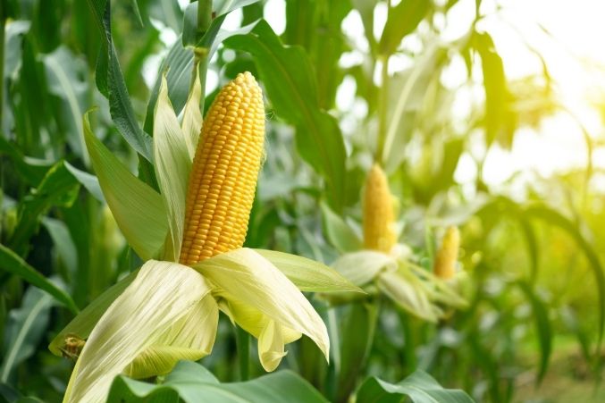 粟米與玉米差別