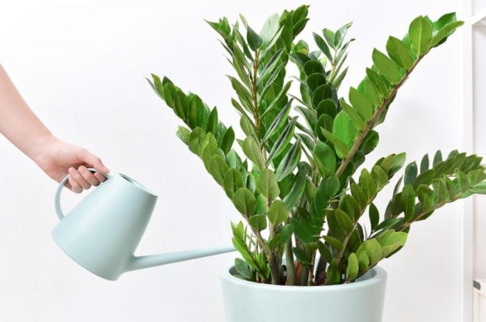 金錢樹球根 金錢樹球根