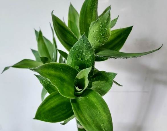 萬年青可以活多久? 萬年青可以活多久?