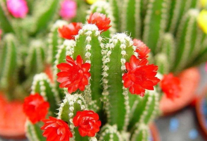 多肉植物養護 多肉植物養護