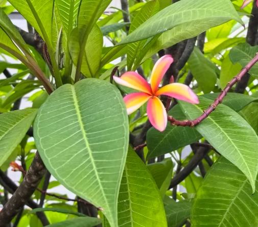 雞蛋花防風方法 雞蛋花防風方法