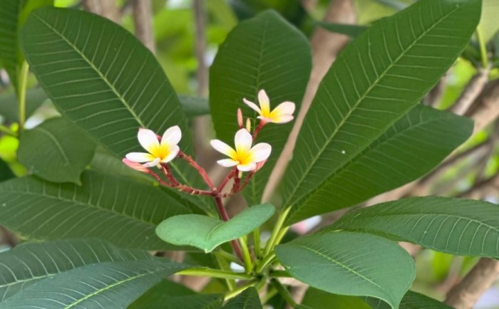 雞蛋花照顧 雞蛋花照顧