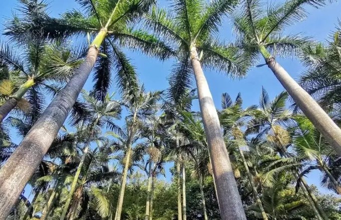 椰子樹修剪方法 椰子樹修剪方法