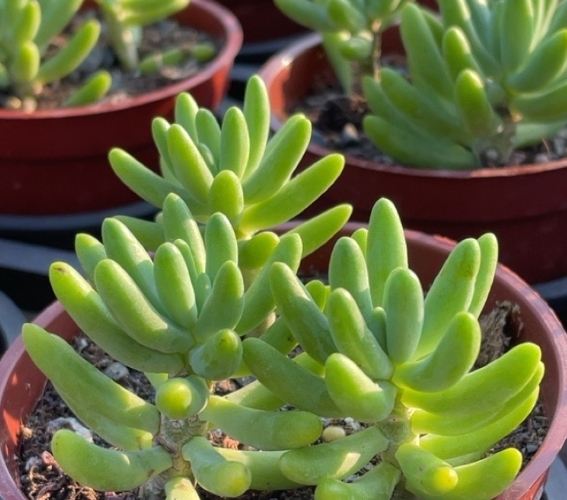 多肉葉子脱落 多肉葉子脱落