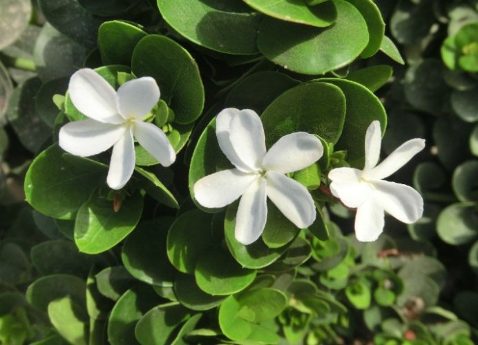 六瓣花園藝 六瓣花園藝