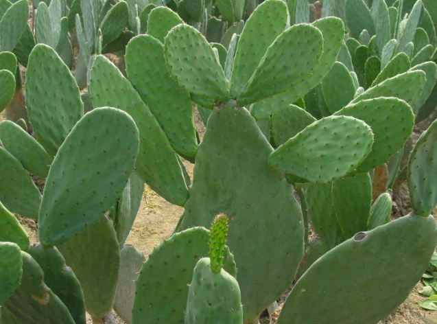 仙人掌長高不長胖