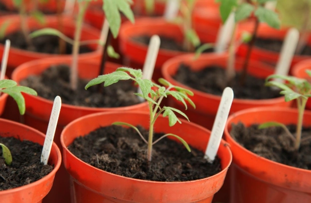 番茄種子發芽完整指南：從零開始的成功秘訣與疑難解答