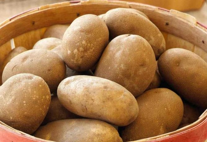 馬鈴薯種植 馬鈴薯種植