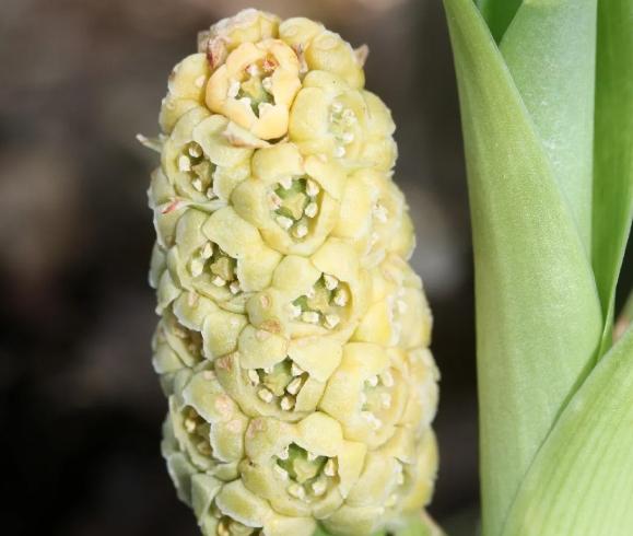 萬年青扦插 萬年青扦插