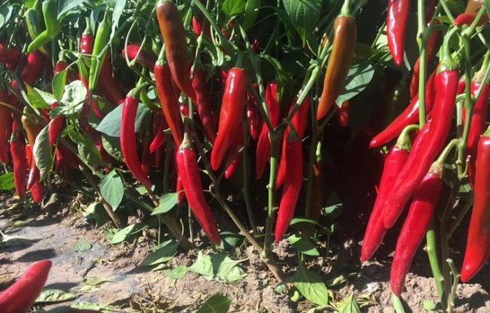 辣椒种植肥料