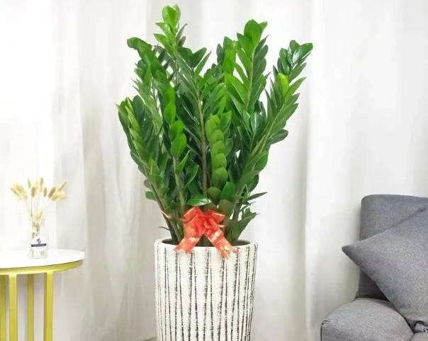 金錢樹怎麼照顧 金錢樹怎麼照顧