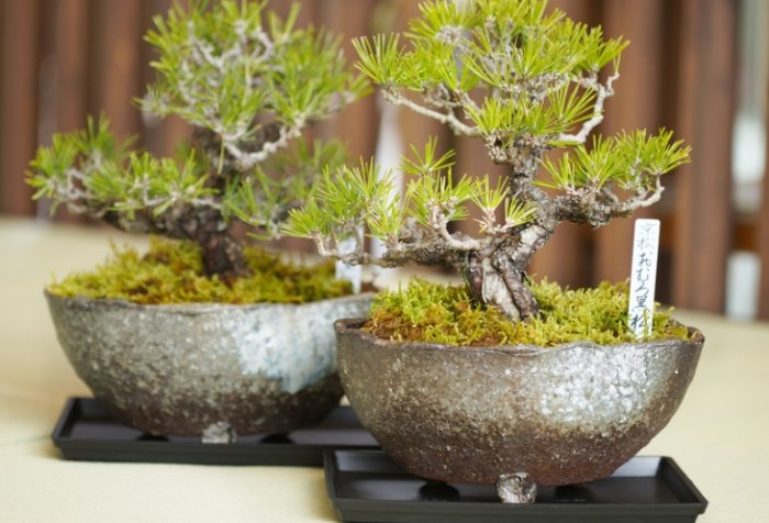 盆栽排水不織布 盆栽排水不織布