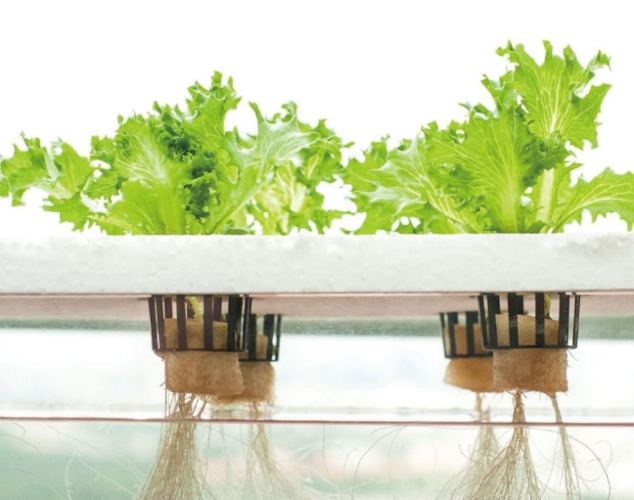 黃金葛水耕變黃