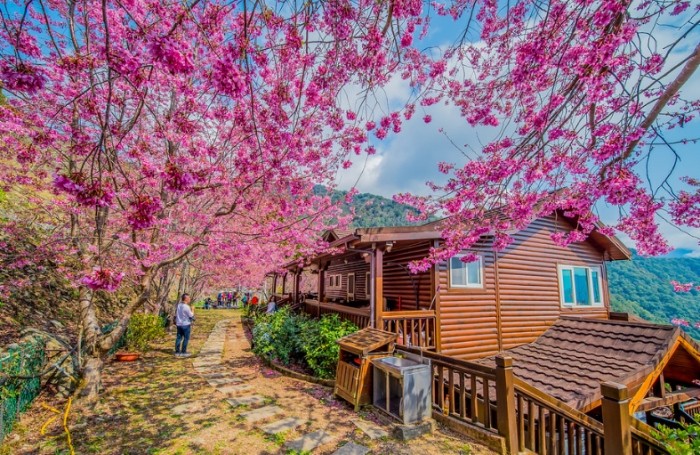 拉拉山露營免搭帳