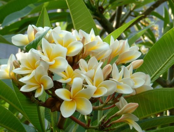 雞蛋花養護方法 雞蛋花養護方法