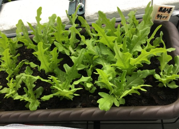 阳台蔬菜种植容器 阳台蔬菜种植容器