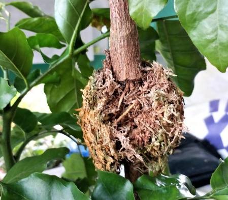 壓條法優缺點 壓條法優缺點