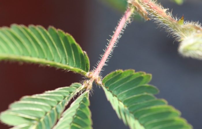 含羞草樹照顧 含羞草樹照顧