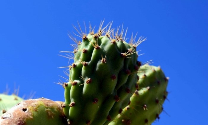 多肉植物病害防治 多肉植物病害防治