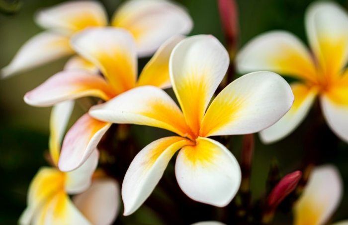 雞蛋花葉子白霧 雞蛋花葉子白霧