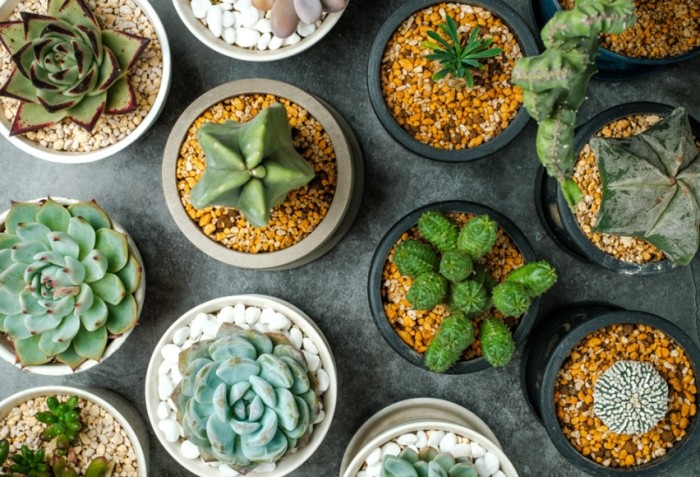 葉插曬太陽 葉插曬太陽