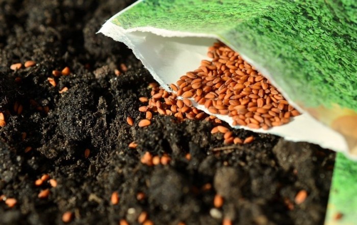 番茄種子多久會發芽? 番茄種子多久會發芽?