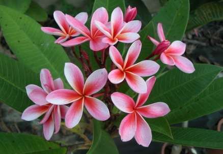 驅蚊植物 驅蚊植物