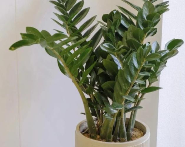 金錢樹換盆方法 金錢樹換盆方法