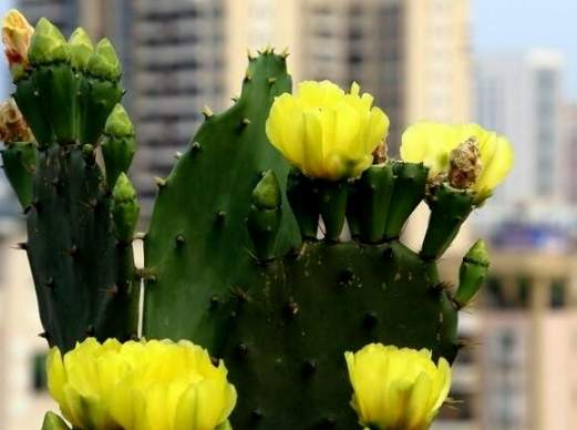 仙人球爛根 仙人球爛根