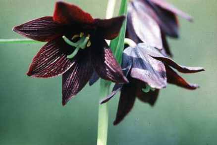 黑色桔梗花種植 黑色桔梗花種植