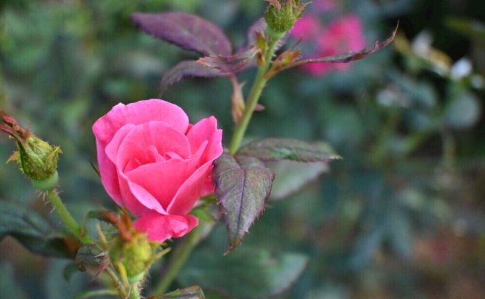 玫瑰花病害防治