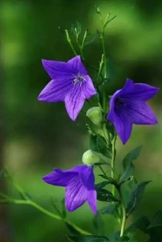 藍色桔梗種植 藍色桔梗種植