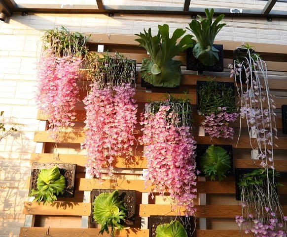 蘭花栽培材料 蘭花栽培材料