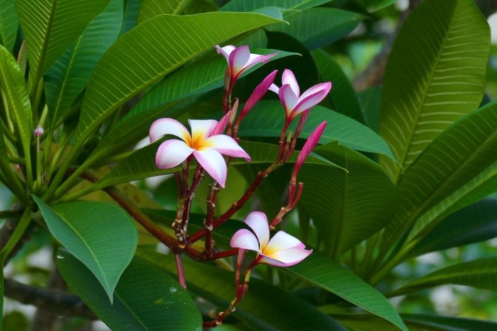 雞蛋花照顧 雞蛋花照顧