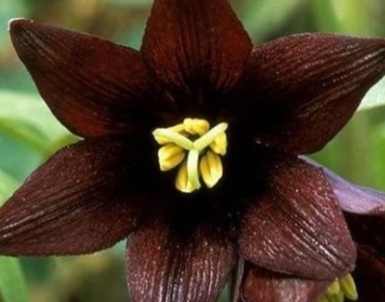 黑色桔梗花語 黑色桔梗花語